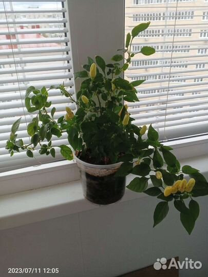 Рассада. Перец острый