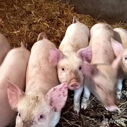 Поросята 1 месяц