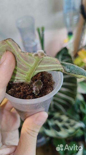 Глоксинии махровые