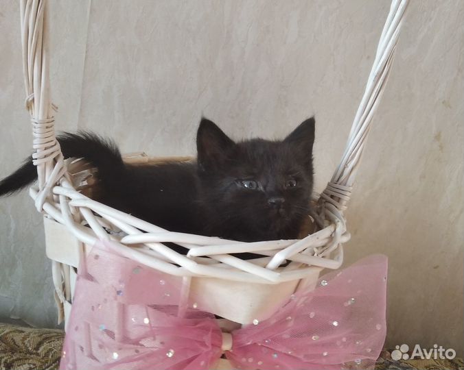 Черный котенок