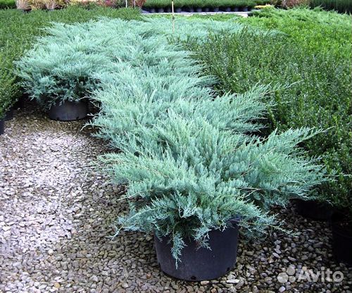 Можжевельник горизонтальный