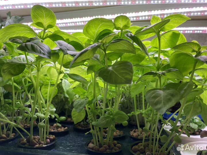 Базилик зеленый и другая зелень в стаканчиках