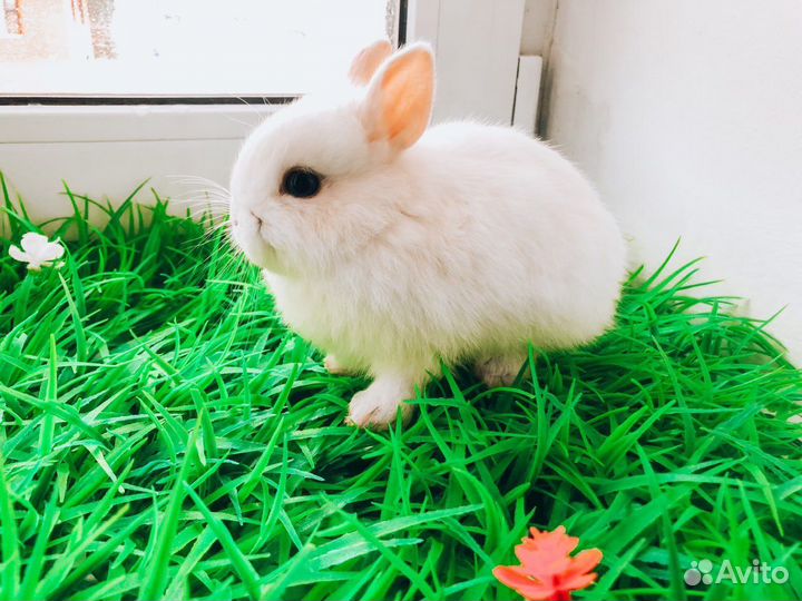 Карликовый кролик - рыжий и другие цвета
