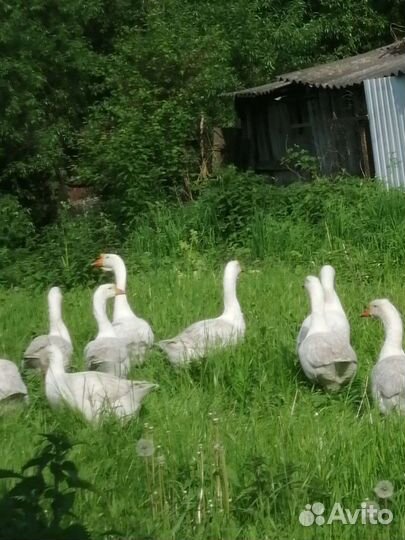 Гуси породы Линда