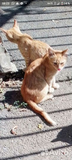 Котята разного окраса -район цирка, возраст 4мес