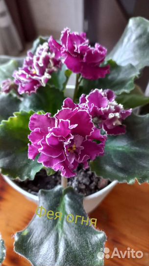 Сортовые фиалки