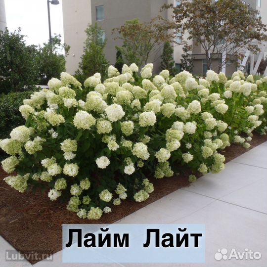 Гортензия саженцы