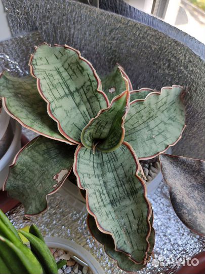 Сансевиерия сортовая