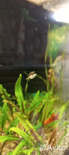 Улитка хелена