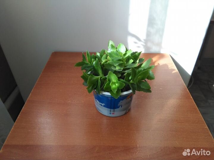 Каланхоэ цветущий