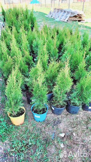 Туя Смарагд