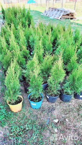 Туя Смарагд