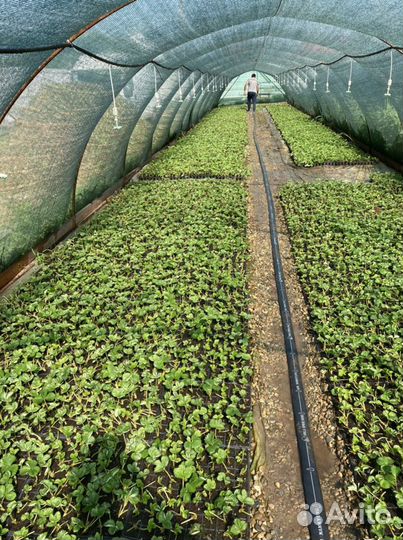 Рассада клубники