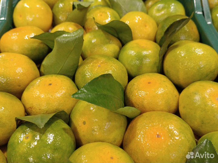 Мандарины из Абхазии