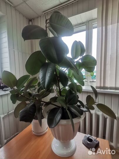 Комнатные растения