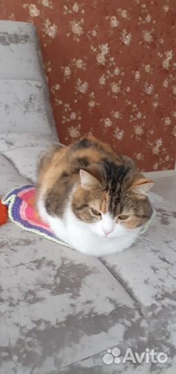 Отдам в добрые руки