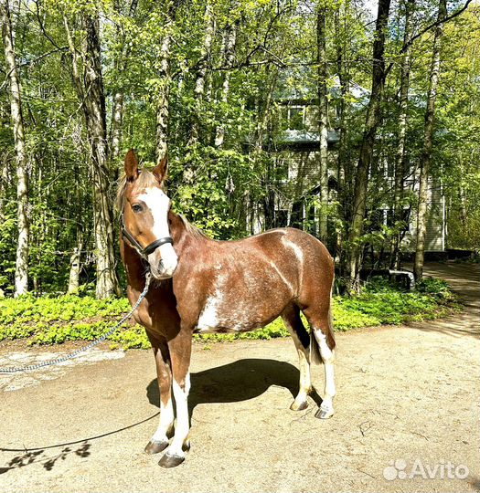 Райд пони в детский спорт