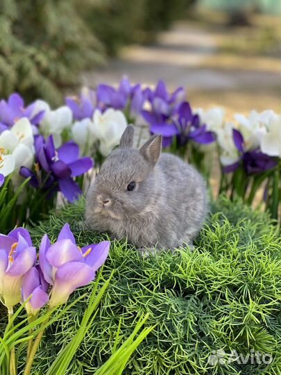 Карликовые кролики