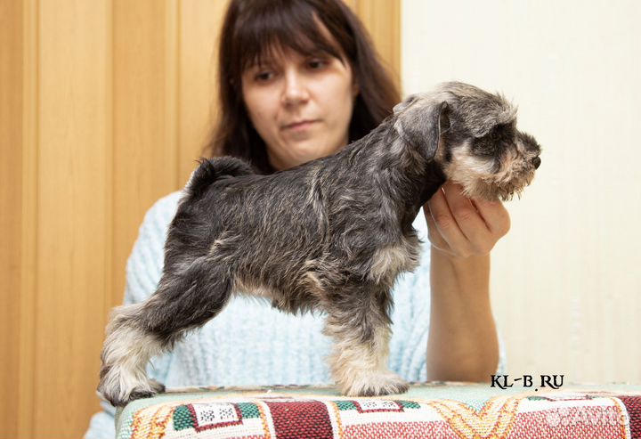 Щенки цвергшнауцера