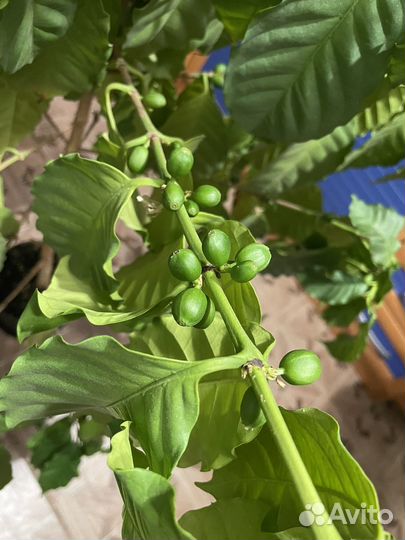 Дерево кофе с плодами, кротон, розмарин