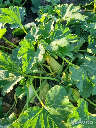 Семена кабачков