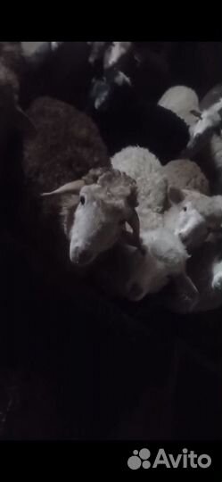 Курдючные бараны овцы