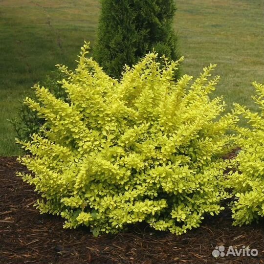 Барбарис Ауреа