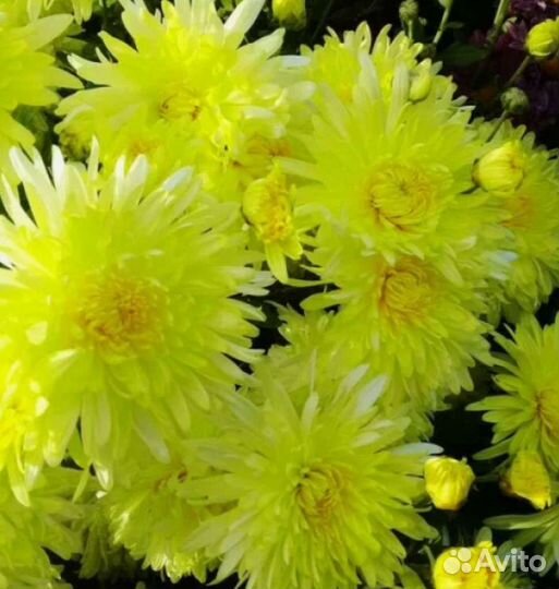 Хризантема мультифлора
