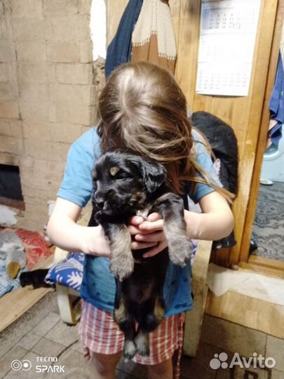 Собака в добрые руки щенок маленький