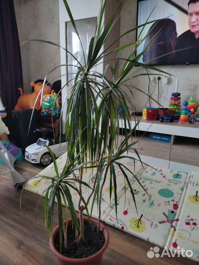 Пальма драцена