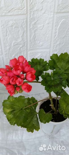 Пеларгония герань