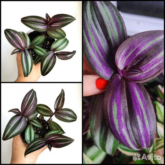 Tradescantia Zebrina Evanesce