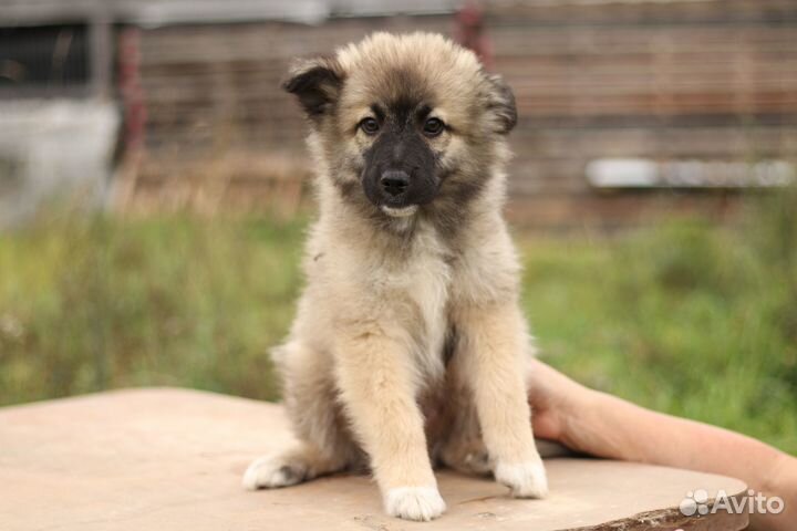 Ищем дом для щенков