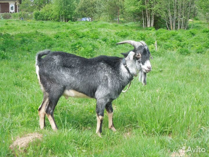 Англо нубийский козлик