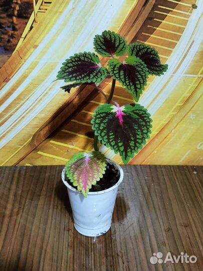 Комнатные растения