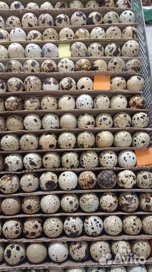 Яйцо перепелиное инкубационное