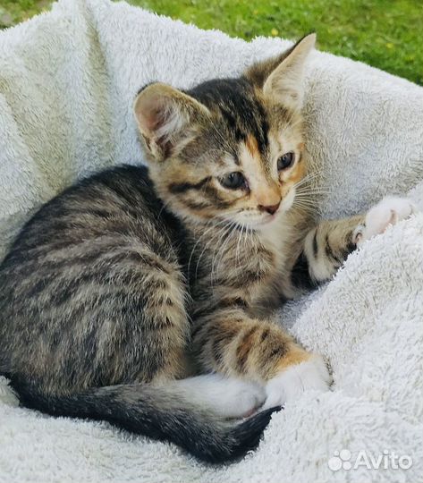 Анфиска и Лариска в добрые руки