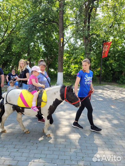 Катание на лошадях, пони на праздник