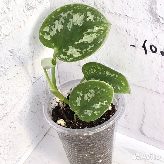 Сциндапсус расписной