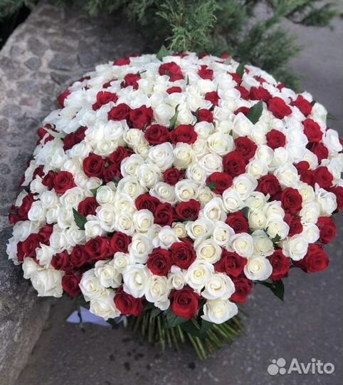 Розы 25 шт 51 штука 101 роза доставка