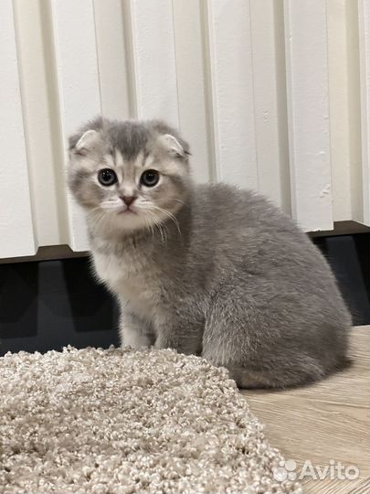 Котенок 4 месяца