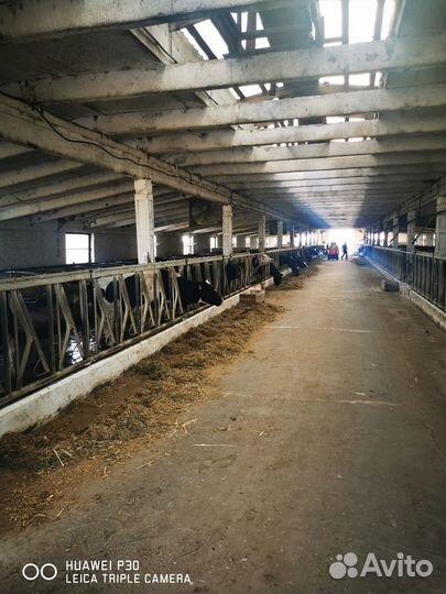 Сельское хозяйство 400 га