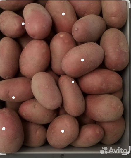 Семенной картофель