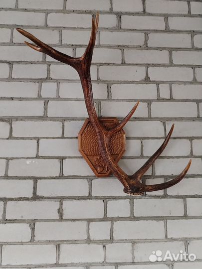 Рога оленя на стену