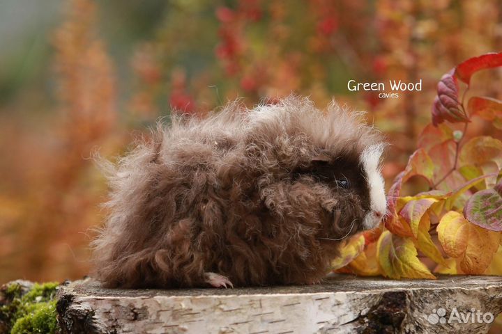 Перуанские морские свинки