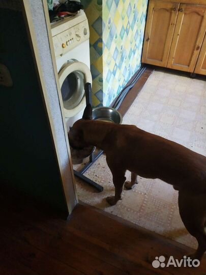 Выгул, передержка собак