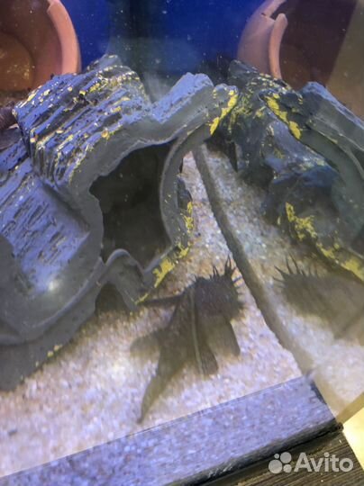 Сомики анциструсы