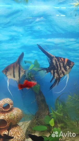 Скалярии пара