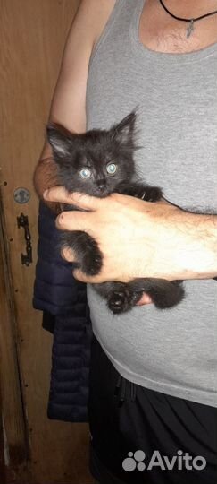 Котенок-мальчик в добрые руки