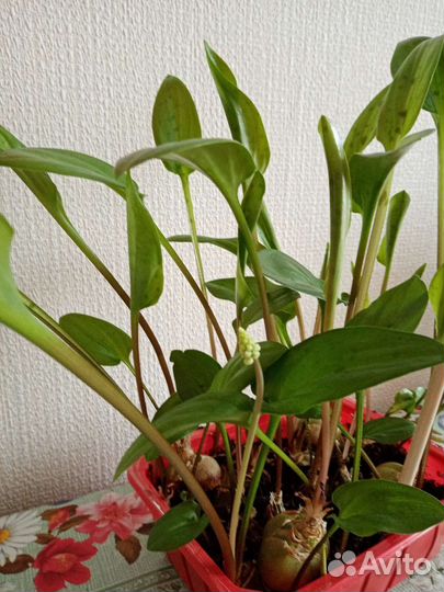 Дримиопсис